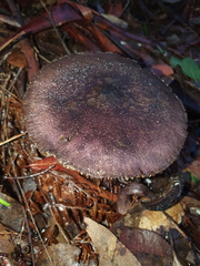 Cortinarius kioloensis