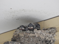 Hirundo rustica