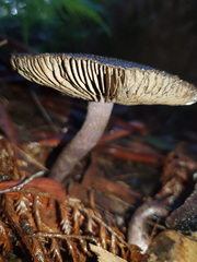 Cortinarius kioloensis