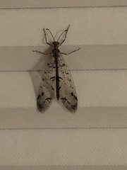 Dendroleon speciosus