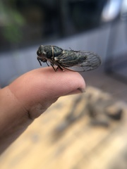 Platypediini