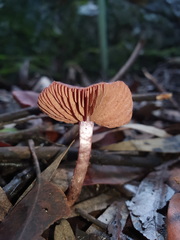 Thaxterogaster submagellanicus