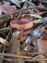 Thaxterogaster submagellanicus