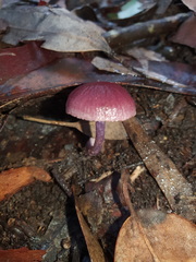 Thaxterogaster submagellanicus