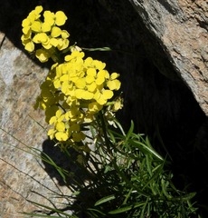 Erysimum jugicola