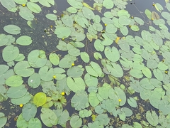 Nuphar lutea