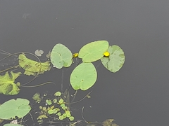Nuphar lutea
