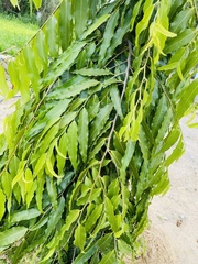 Polyalthia