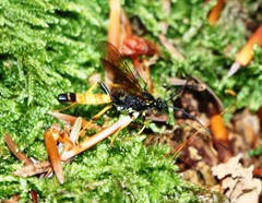 Amblyteles armatorius