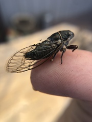 Platypediini