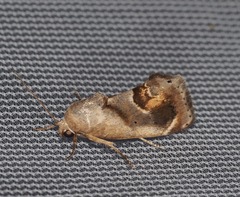 Tarache terminimaculata