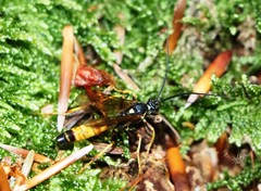 Amblyteles armatorius