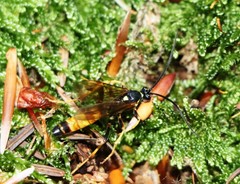 Amblyteles armatorius