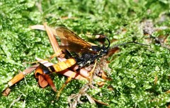 Amblyteles armatorius