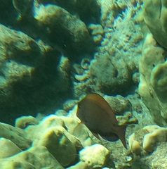 Acanthurus nigrofuscus