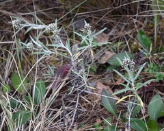 Gnaphaliothamnus salicifolius