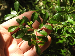 Psychotria daphnoides