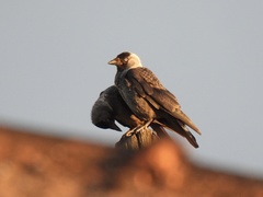 Corvus monedula soemmerringii