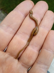 Diversibipalium multilineatum