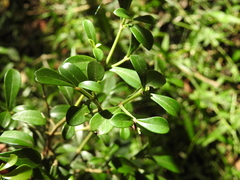 Psychotria daphnoides