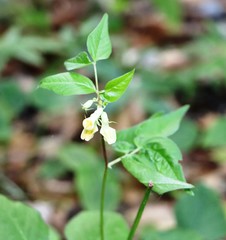 Vicia oroboides