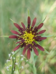 Tragopogon crocifolius