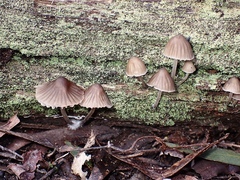 Mycena subgalericulata