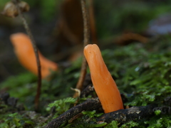 Clavulinopsis sulcata