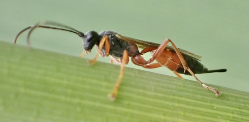 Thrybius brevispina