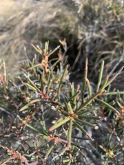 Hakea pachyphylla