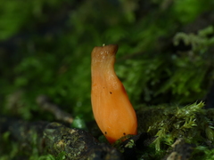 Clavulinopsis sulcata