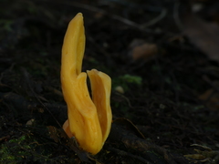 Clavulinopsis sulcata