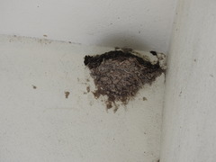 Hirundo rustica