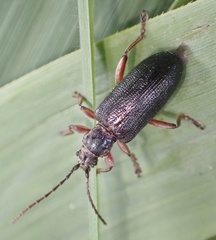Plateumaris bracata