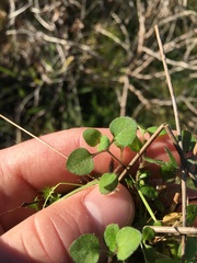 Leptostigma setulosum