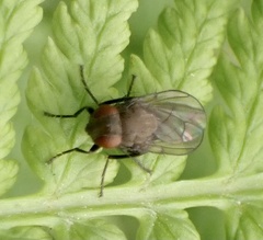 Notiphila