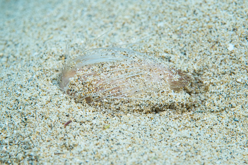 Lovenia hawaiiensis observed 2021-07-03