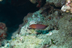 Pseudocheilinus octotaenia