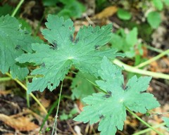 Geranium phaeum