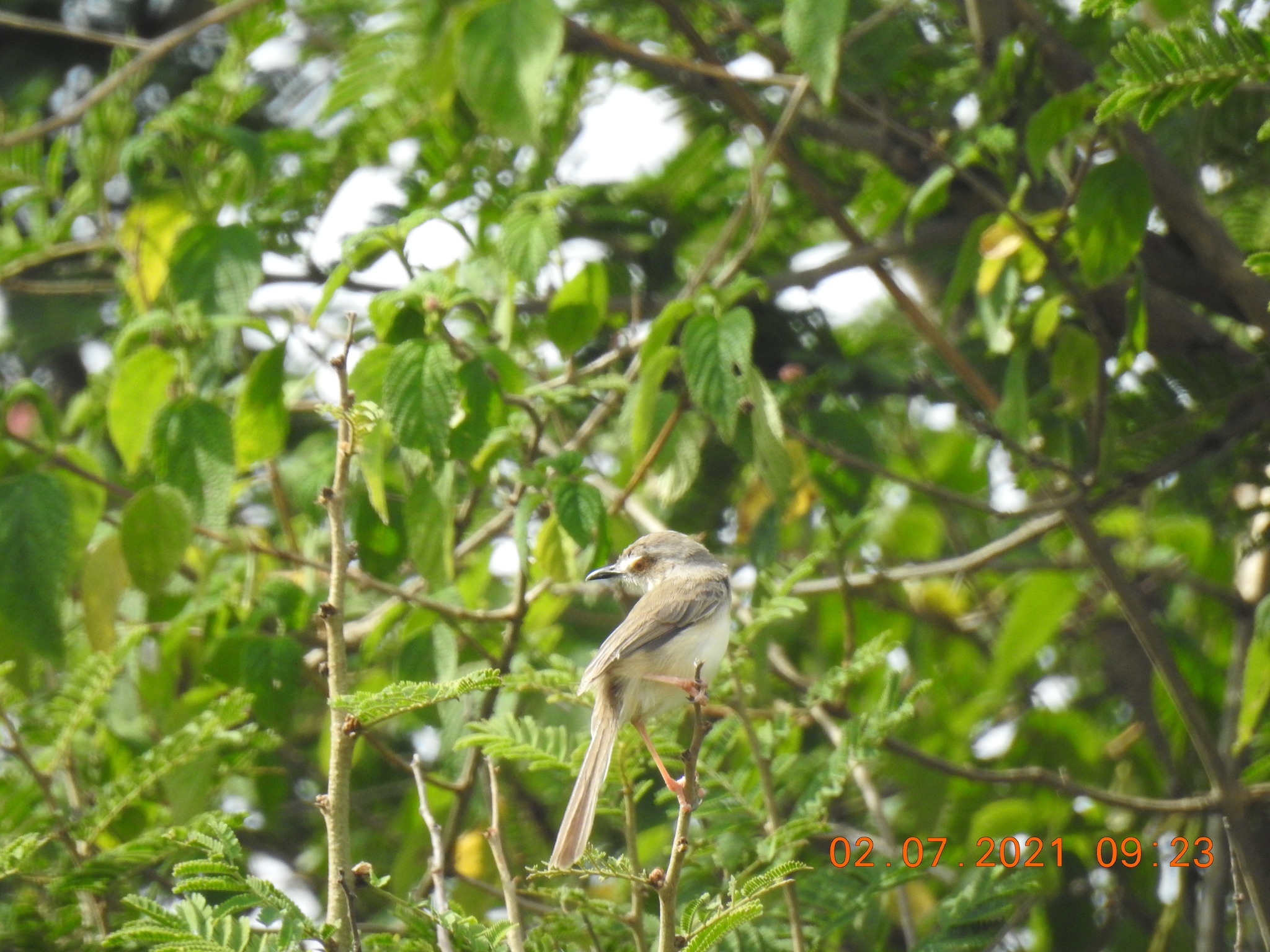 Plain Prinia