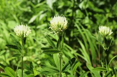 Trifolium pannonicum