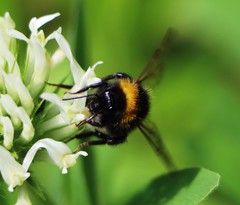 Bombus vestalis