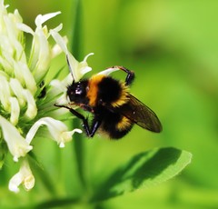 Bombus vestalis