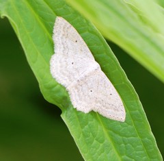 Scopula incanata