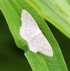 Scopula incanata