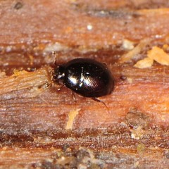 Abraeinae