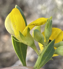 Rafnia racemosa
