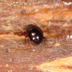 Abraeinae