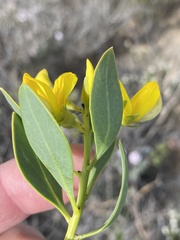 Rafnia racemosa