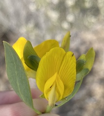 Rafnia racemosa